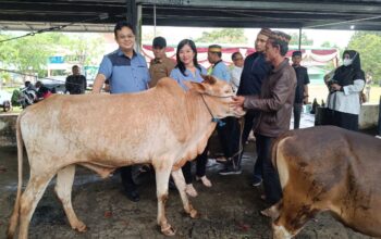 Sapi kurban yang disumbangkan Markus. Foto: Rizki Ramadhani.