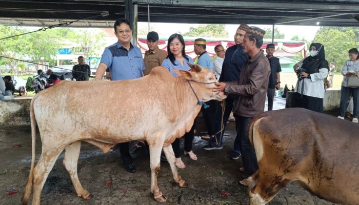Pemkab Babar Potong 7 Sapi, Daging Kurban Dibagikan ke Warga dan Pegawai