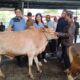 Sapi kurban yang disumbangkan Markus. Foto: Rizki Ramadhani.