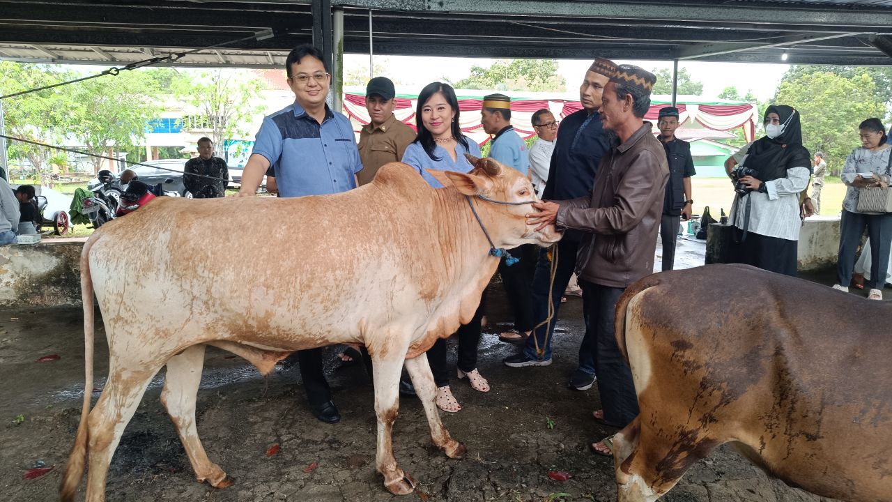 Sapi kurban yang disumbangkan Markus. Foto: Rizki Ramadhani.