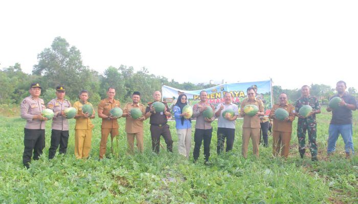 Sulap Lahan Kritis, Polres Babar Panen 15 Ton Semangka