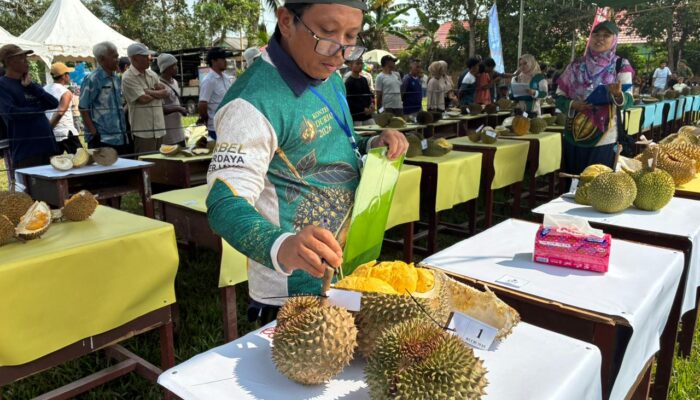 Kontes Durian Babel 2026 Bidik Lahirnya Durian Unggulan Nasional