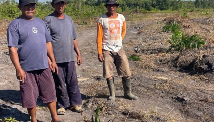 Polsek Jebus Terima Laporan Warga Soal Dugaan Pengrusakan Sawit