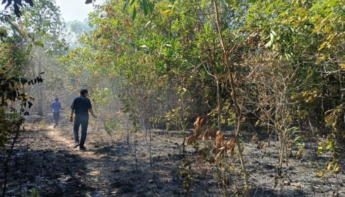 290 Hektare Lahan di Bangka Barat Terbakar