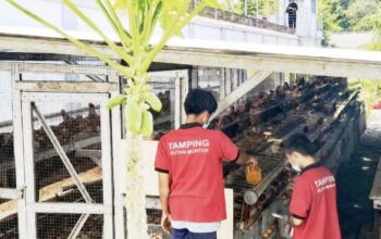 Ternak ayam petelur di Rutan Mentok. Foto: Istimewa.