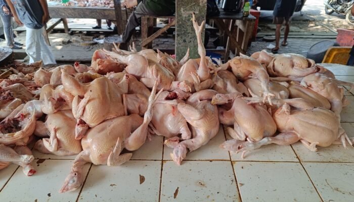 BPS Ungkap MBG Pemicu Harga Ayam Naik